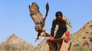 رهاسازی ۱۶ پرنده در تالاب بیشه دالان بروجرد