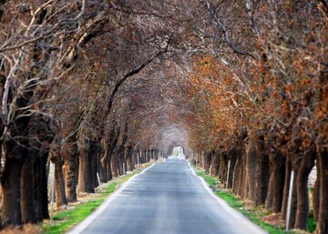 جاذبه درختان کهنسال و جاده‌های درختی در روستاهای دشت ورامین