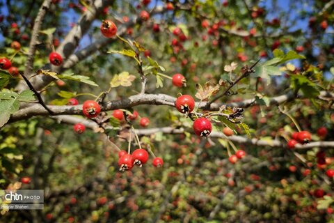 میوه های رنگارنگ جنگل های مازندران