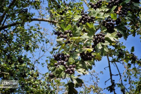 میوه های رنگارنگ جنگل های مازندران