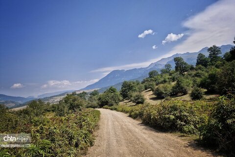 میوه های رنگارنگ جنگل های مازندران