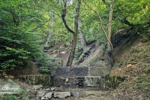 میوه های رنگارنگ جنگل های مازندران