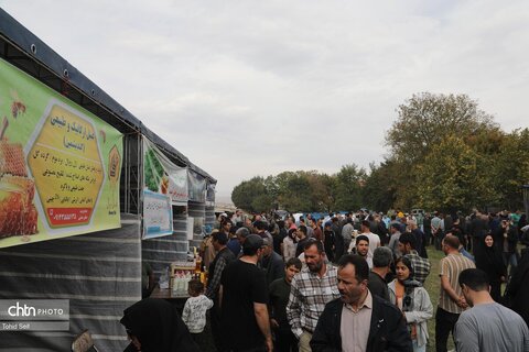 اولین جشنواره گردوی ثمرین در اردبیل برگزار شد