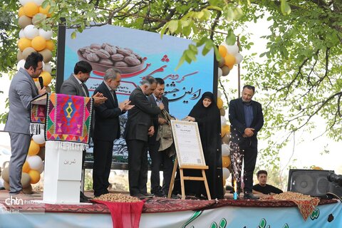 اولین جشنواره گردوی ثمرین در اردبیل برگزار شد