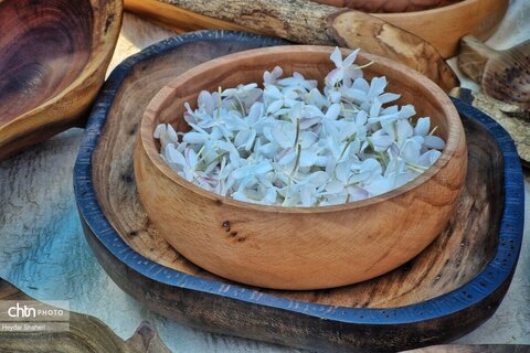 برگزاری سومین جشنواره زرد کیجا در مازندران