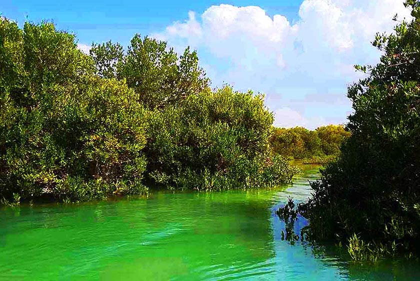 جنگل‌های باستانی مانگرو در حوزه خلیج فارس/ از هرمزگان تا سیستان و بلوچستان با ۲ گونه خاص گیاهی خاص حرا و چندل