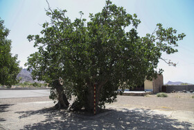 رونمایی از لوح ثبت ملی درختان کهنسال روستای خنامان رفسنجان