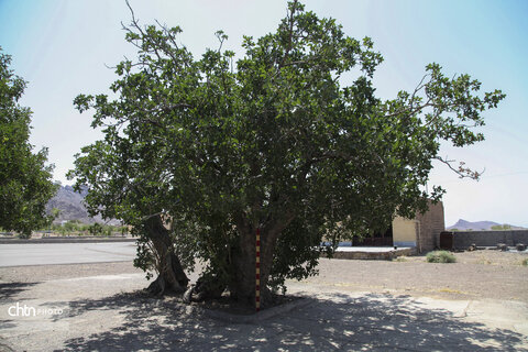 رونمایی از لوح ثبت ملی درختان کهنسال روستای خنامان رفسنجان