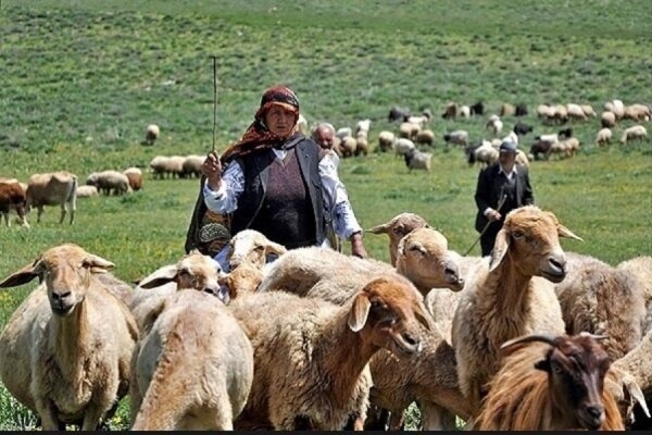 آغاز کوچ دامداران گیلان