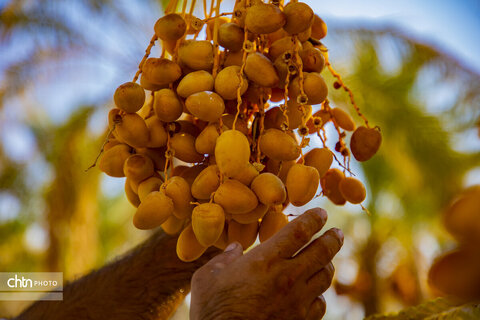 خرما‌چینی در استان بوشهر