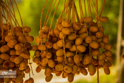 خرما‌چینی در استان بوشهر