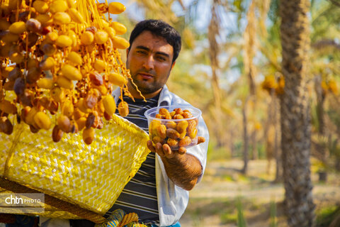 خرما‌چینی در استان بوشهر