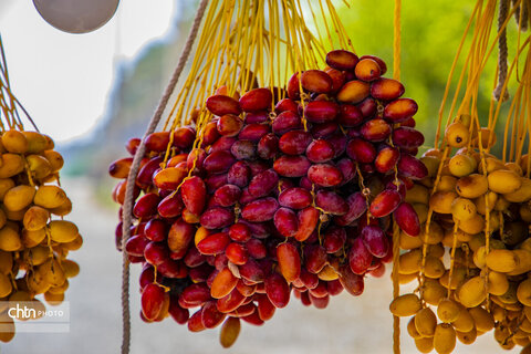 خرما‌چینی در استان بوشهر