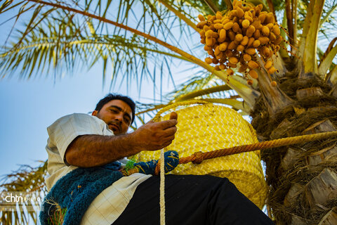 خرما‌چینی در استان بوشهر