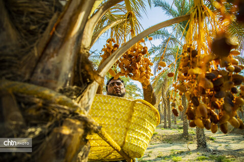 خرما‌چینی در استان بوشهر