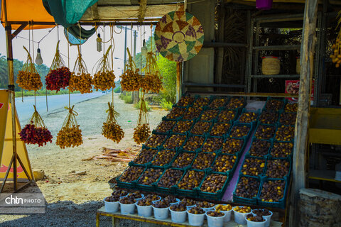 خرما‌چینی در استان بوشهر