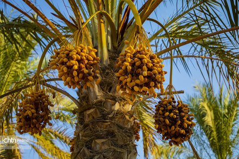 خرما‌چینی در استان بوشهر