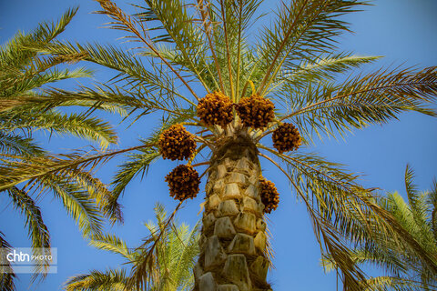 خرما‌چینی در استان بوشهر