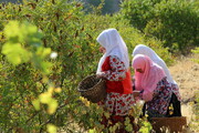 فرش قرمز سماق در پاییز روستای زناسوج