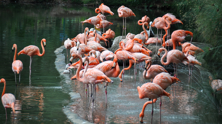 همکاری جهانی برای گردشگری طبیعتمحور در نشست COP۱۶ کلمبیا