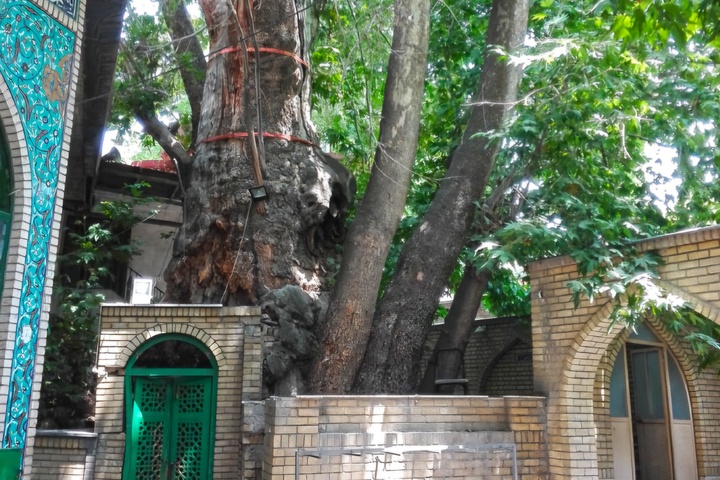 خسارات آتش‌سوزی درخت کهنسال چنار روستای برغان جزئی و قابل احیاست/ آغاز عملیات احیای درخت با کمک دانشکدگان منابع‌طبیعی و محیط‌زیست طی دو روز آینده