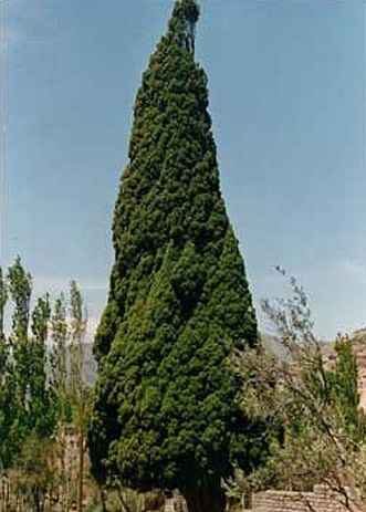 نقش درخت سرو در دستبافتهها و هنر ایرانی