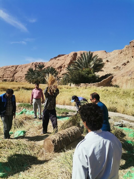 همزمان با فصل گردشگری خراسان جنوبی جشنواره نخل و شالی شهرستان طبس برگزار شد