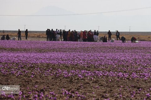 دهمین جشنواره گردشکری زعفران تربت حیدریه