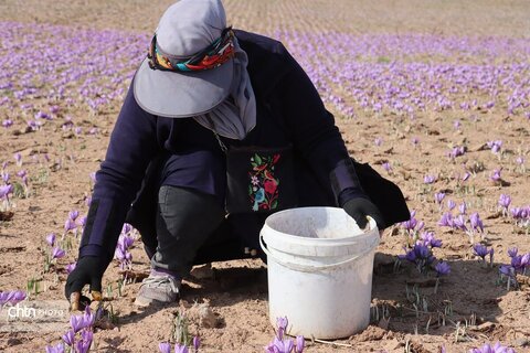 دهمین جشنواره گردشکری زعفران تربت حیدریه