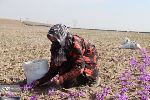 دهمین جشنواره گردشکری زعفران تربت حیدریه