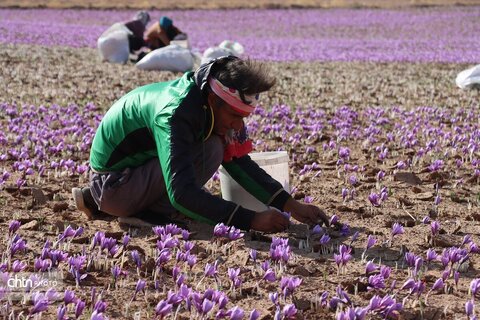 دهمین جشنواره گردشکری زعفران تربت حیدریه