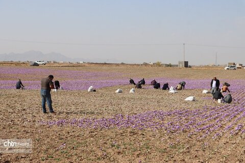 دهمین جشنواره گردشکری زعفران تربت حیدریه