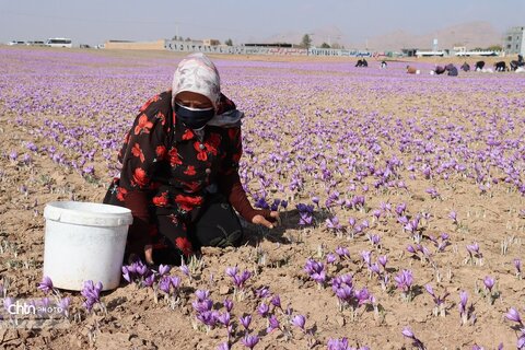 دهمین جشنواره گردشکری زعفران تربت حیدریه