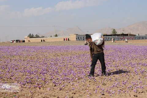 دهمین جشنواره گردشکری زعفران تربت حیدریه