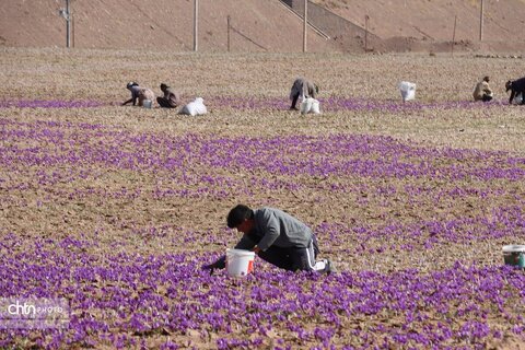 دهمین جشنواره گردشکری زعفران تربت حیدریه