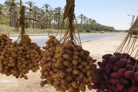 دشتستان، نگین سبز استان بوشهر