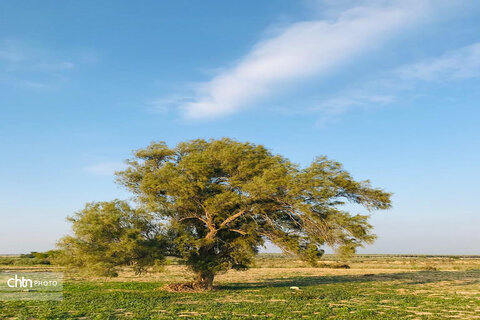 دشتستان، نگین سبز استان بوشهر