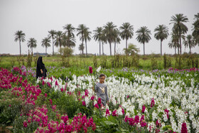 مزرعه گل شب‌بو در شهرستان حمیدیه