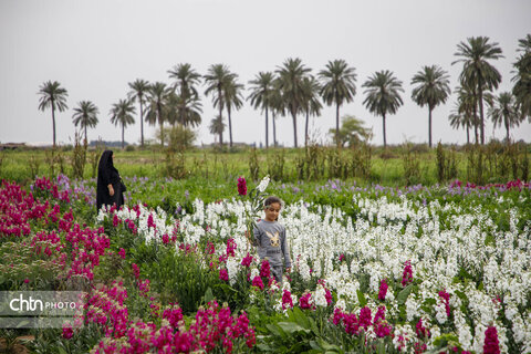 مزرعه گل شب‌بو در شهرستان حمیدیه