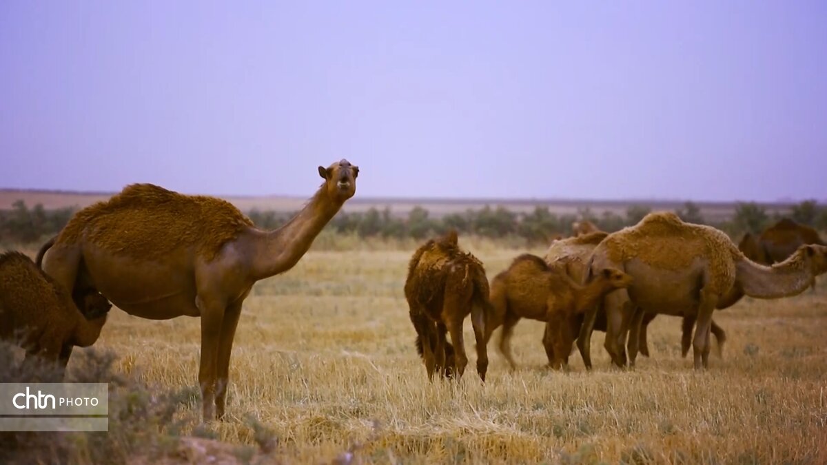 بُستان، اُم‌الدِبِس