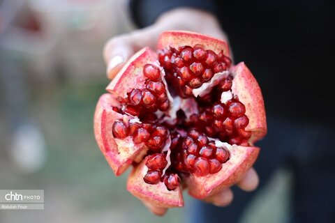 دومین جشنواره انار ایج و رودبال