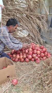 برگزاری رویداد ناردون در شهرستان اردکان