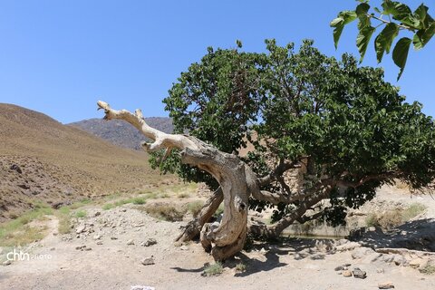 مسجد نور نام مسجد  روستای بزد تربت جام