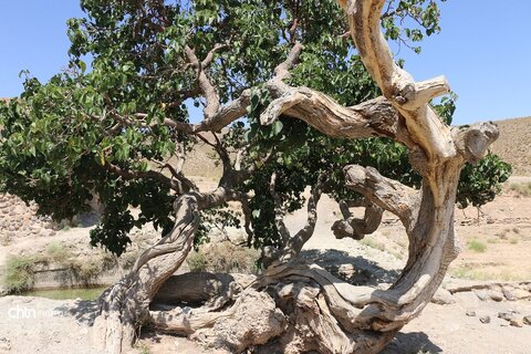 مسجد نور نام مسجد  روستای بزد تربت جام