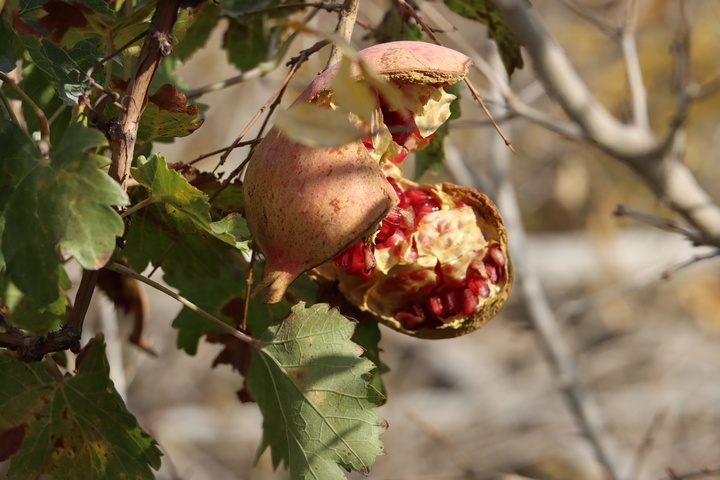 درجزین