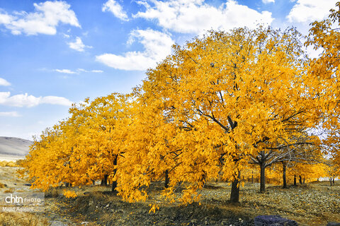 پاییز زیبای علی آباد دمق شهرستان ملایر