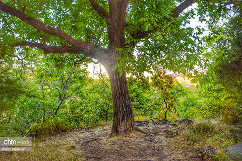 پاییز زیبای علی آباد دمق شهرستان ملایر