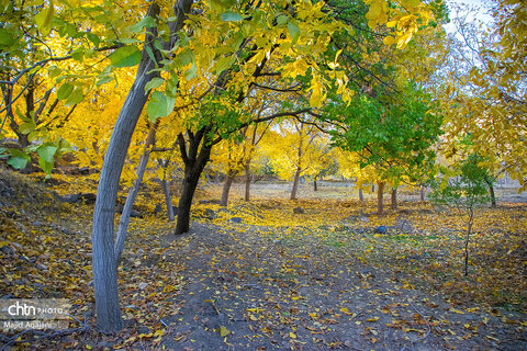 پاییز زیبای علی آباد دمق شهرستان ملایر