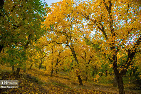 پاییز زیبای علی آباد دمق شهرستان ملایر