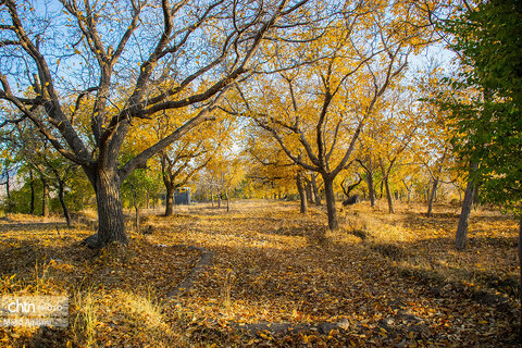 پاییز زیبای علی آباد دمق شهرستان ملایر